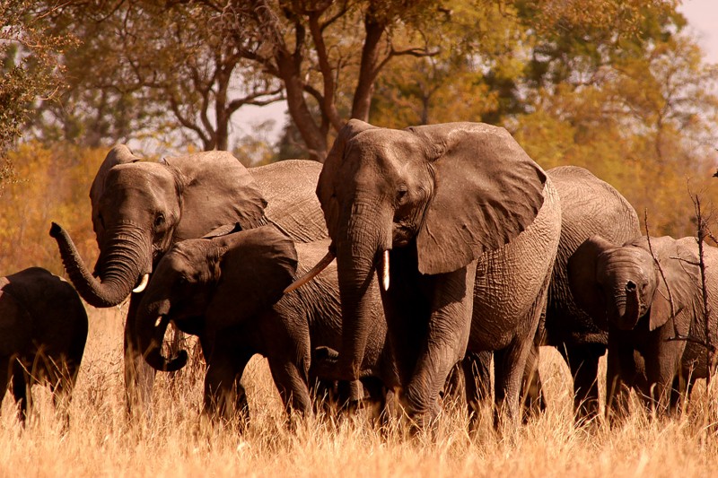 Elephant